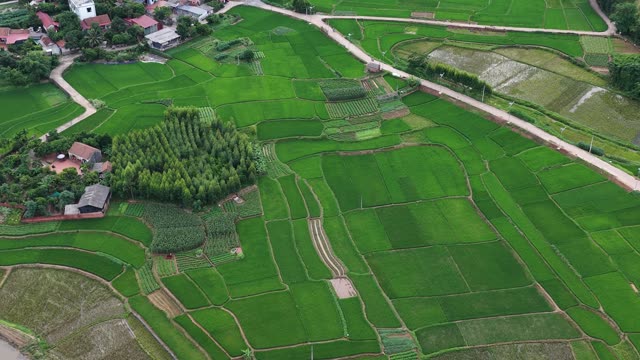 Green Fields By The Stream