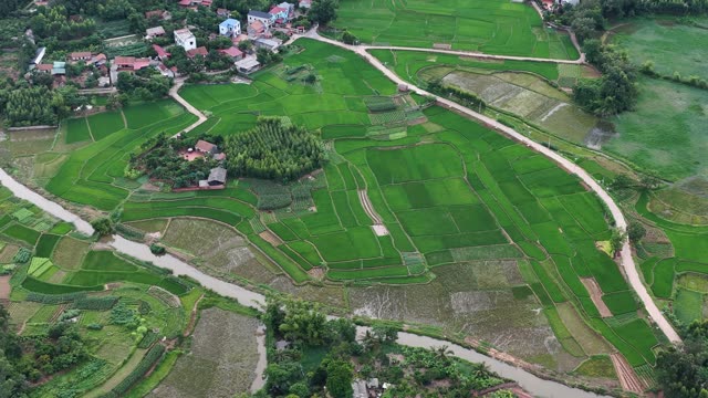 Streams Through Green Paddies