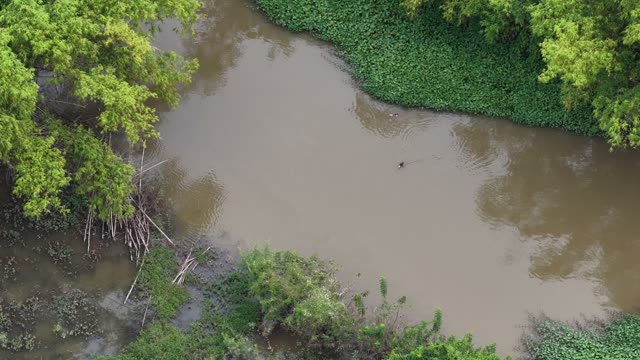 Muddy Riverbank And Bamboo