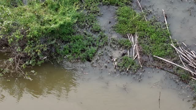 Marshy River Edge