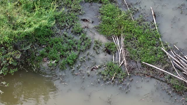 Ducks On The Mudflat
