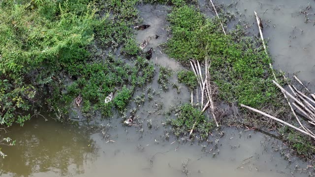 Ducks By The Riverbank