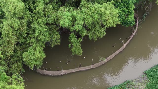 Ducks Along A Net Fence