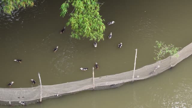 Ducks Swimming By Bamboo