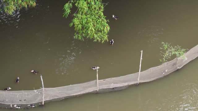 Duck Flock On The Water