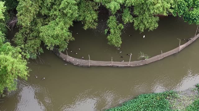 Ducks On A Canal Walkway