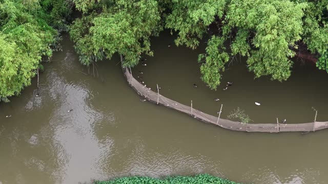 Duck Farm By The Bamboo