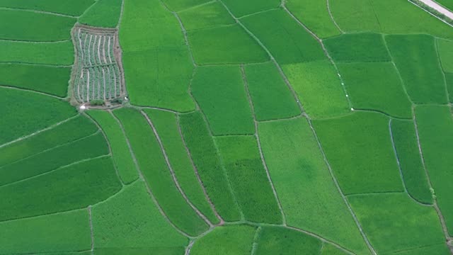Lush Green Rice Fields