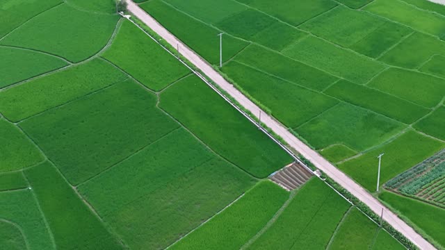 Patchwork Rice Paddies