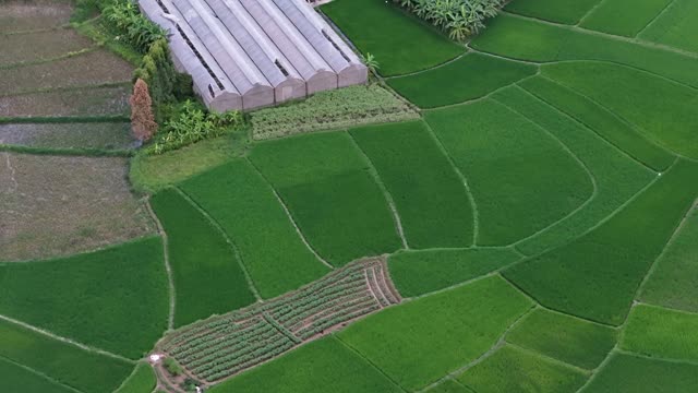 Rice Fields And Greenhouse