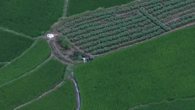 Rice Fields And Crop Plot