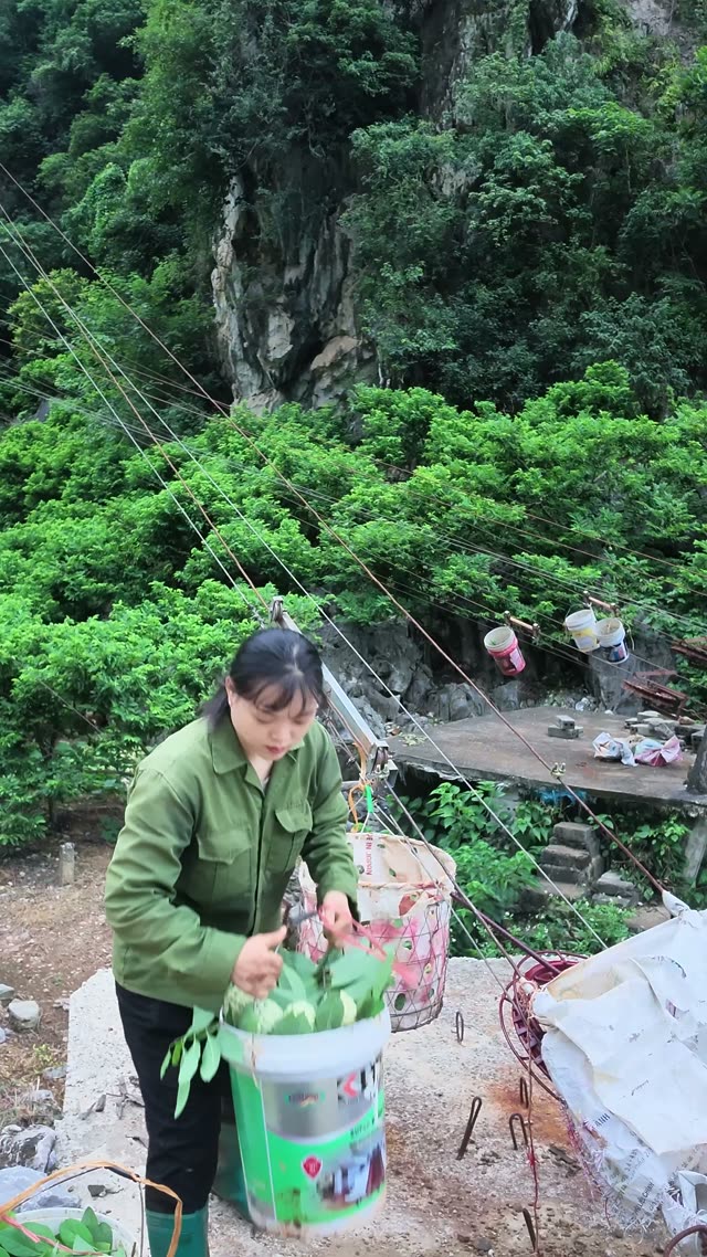 Sorting Custard Apples Into Basket