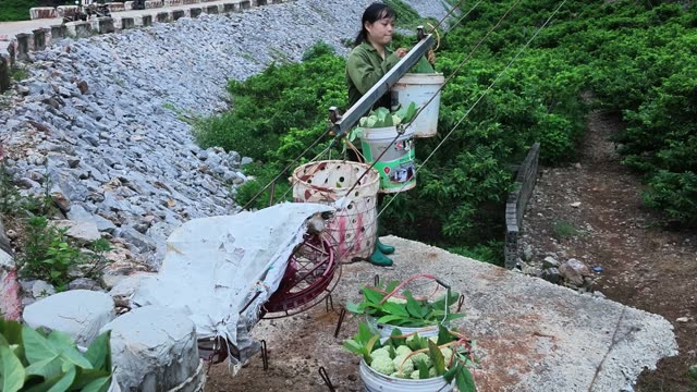 Lowering Custard Apple Buckets On Cable