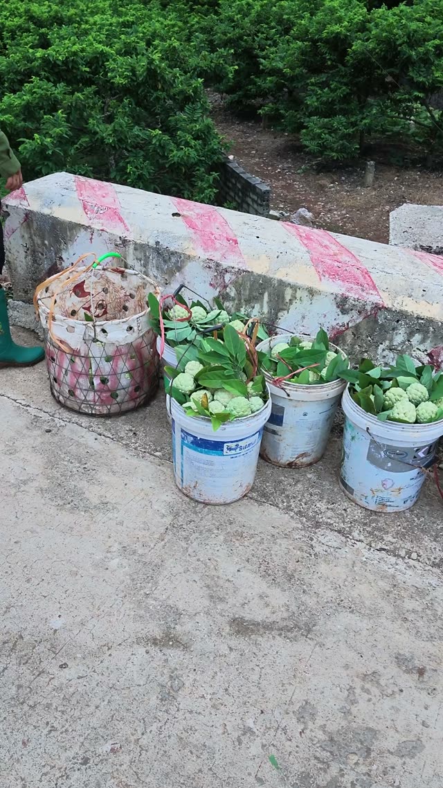 Buckets Of Fresh Custard Apples