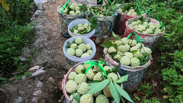 Custard Apple Buckets On Dirt Path