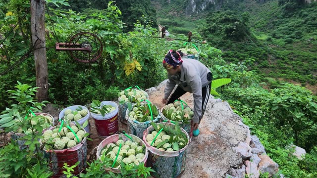 Woman Sorting Custard Apple Buckets