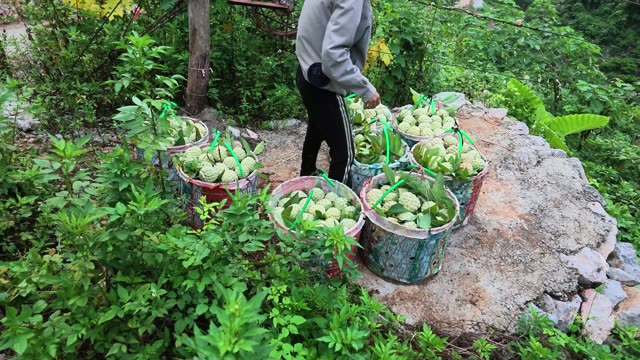 Man Among Custard Apple Baskets