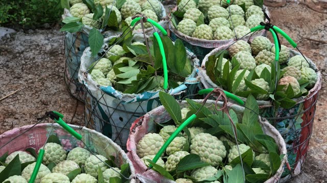 Baskets Of Custard Apples Close Up
