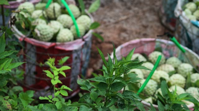 Custard Apple Baskets With Leaves