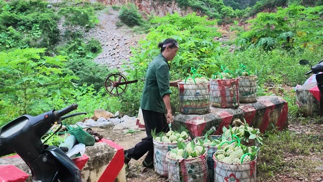 Woman Sorting Fruit Baskets By Motorbike