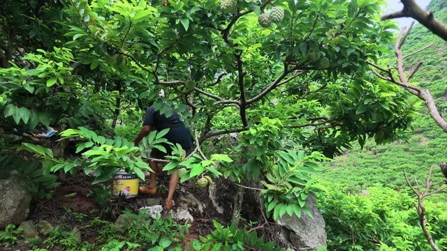 Man Picking Custard Apples From Tree