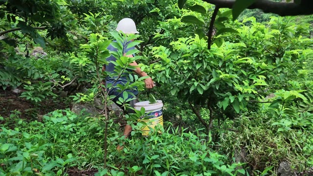Man Reaching For Tree Fruit