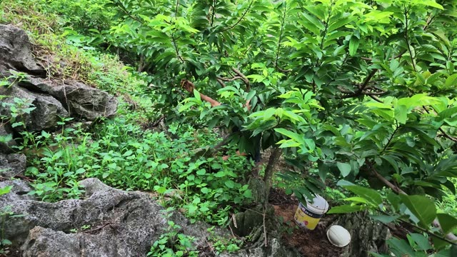 Custard Apple Tree With Harvest Bucket