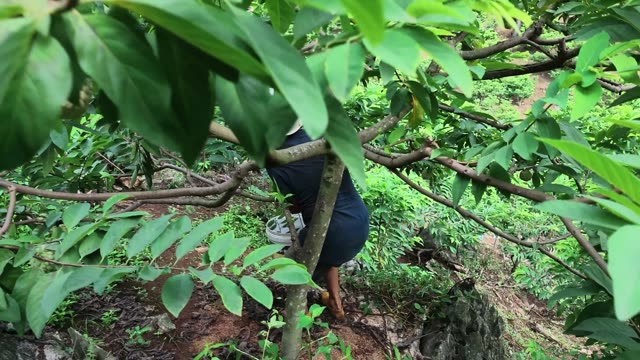 Man Climbing Custard Apple Tree