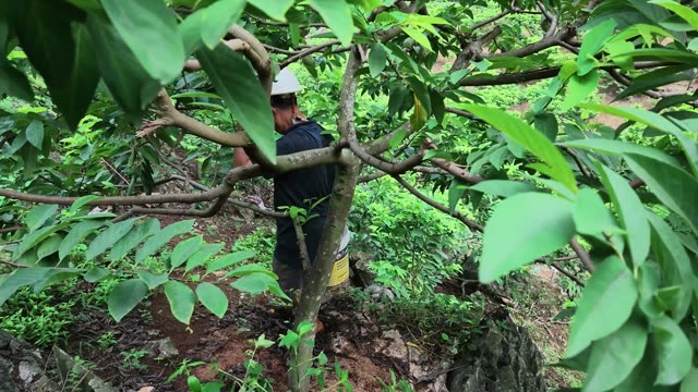 Man Reaching Through Tree Branches