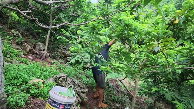 Man Picking Fruit With Bucket Nearby
