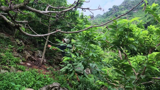 Man Harvesting Among Tree Branches