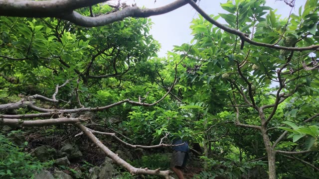 Man Working Among Tree Branches