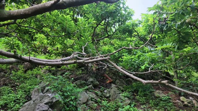 Man Crouching In Custard Apple Tree