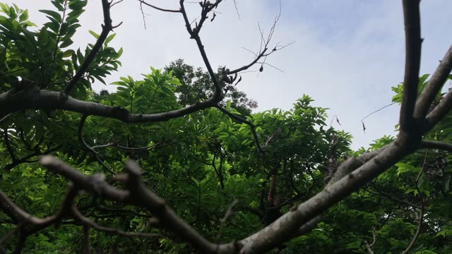 Bare Branches Against Sky