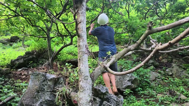 Man Climbing Among Rocky Trees