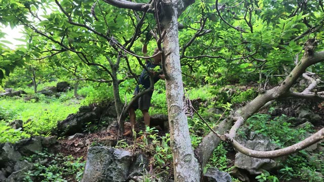 Man Reaching Into Tree Canopy