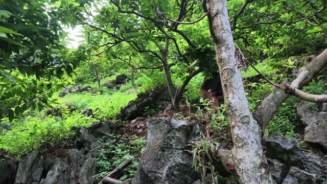 Man Crouching Behind Tree Trunk