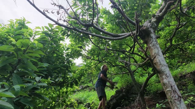 Man Reaching Up Into Foliage