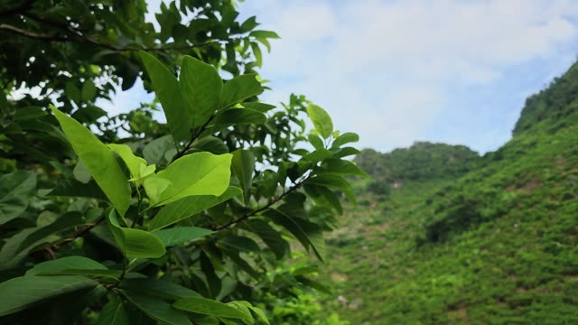 Green Leaves Against Mountain Sky