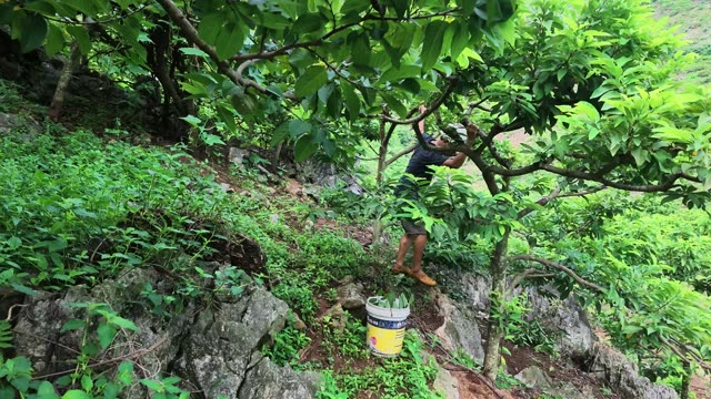 Man Picking Fruit With Bucket Below