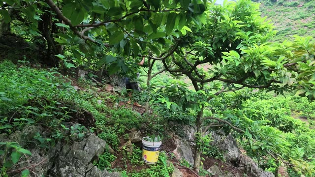 Custard Apple Tree Above Harvest Bucket
