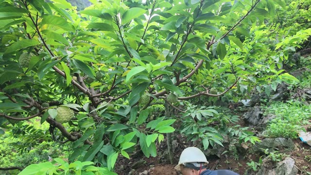 Custard Apple Fruit Among Green Leaves