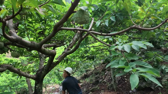 Man Picking Ripe Custard Apple