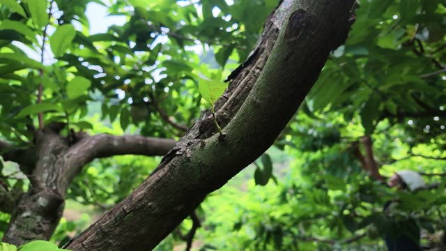 Close Up Of Tree Bark And Sprout