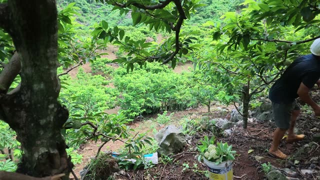 Man Overlooking Terraced Orchard Slope