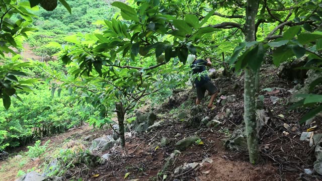 Man Climbing Rocky Orchard Slope