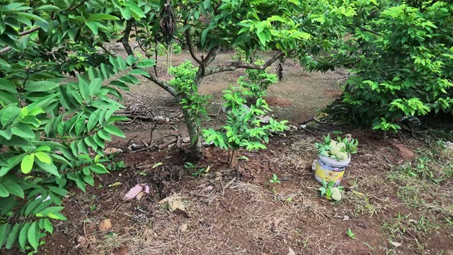 Small Tree With Harvest Bucket