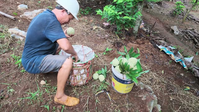 Man Sorting Custard Apples Into Basket