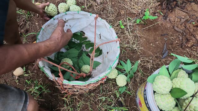 Hands Tying Basket Of Custard Apples
