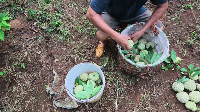 Man Adjusting Fruit Basket On Ground